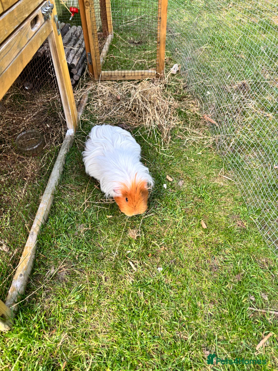 Guinea Pig rodents for sale: Female guinea pig free to a good home  in Cambridge - Advert 3