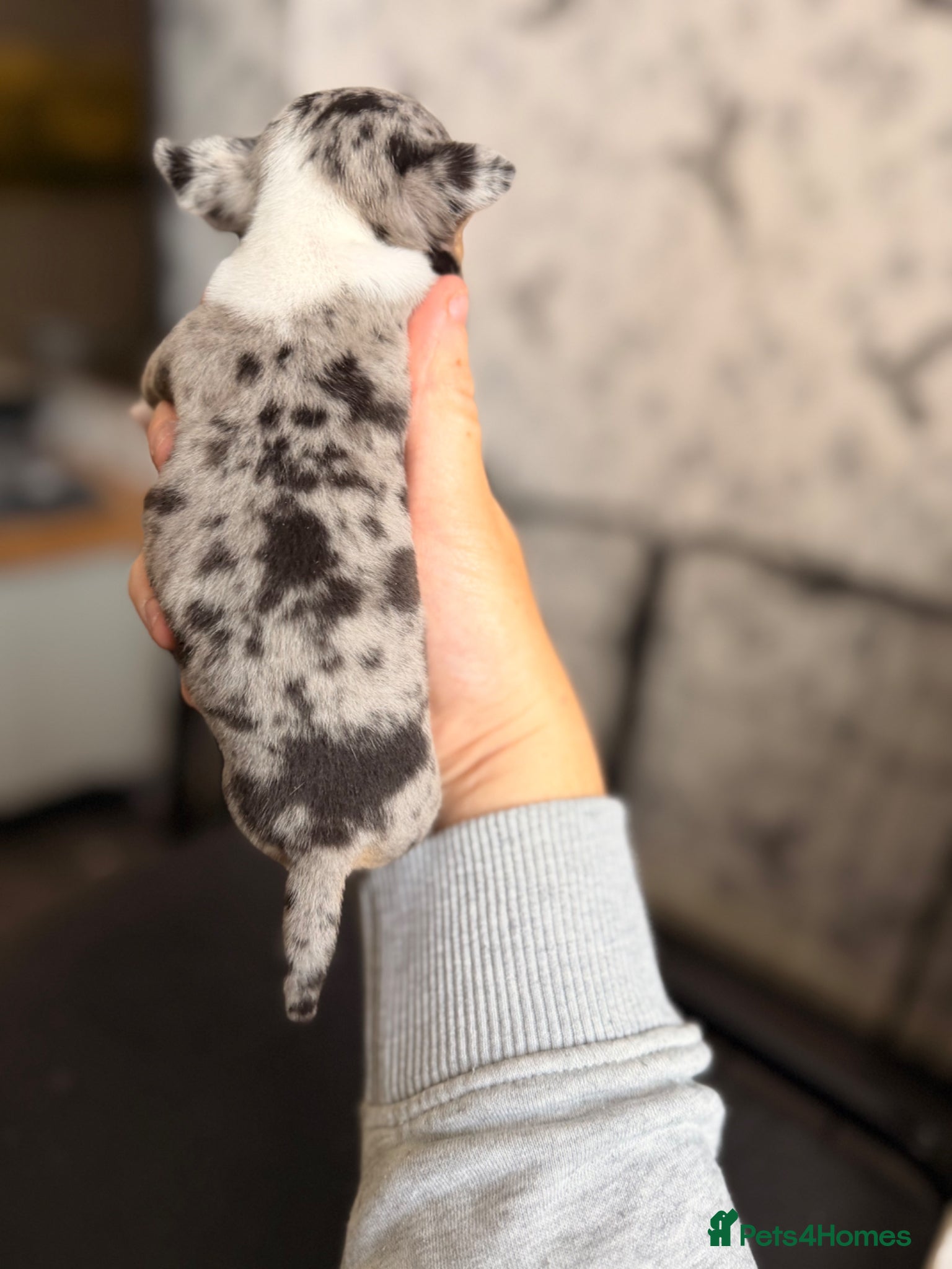 Chihuahua dogs for sale: Two male chihuahua puppies - Advert 7
