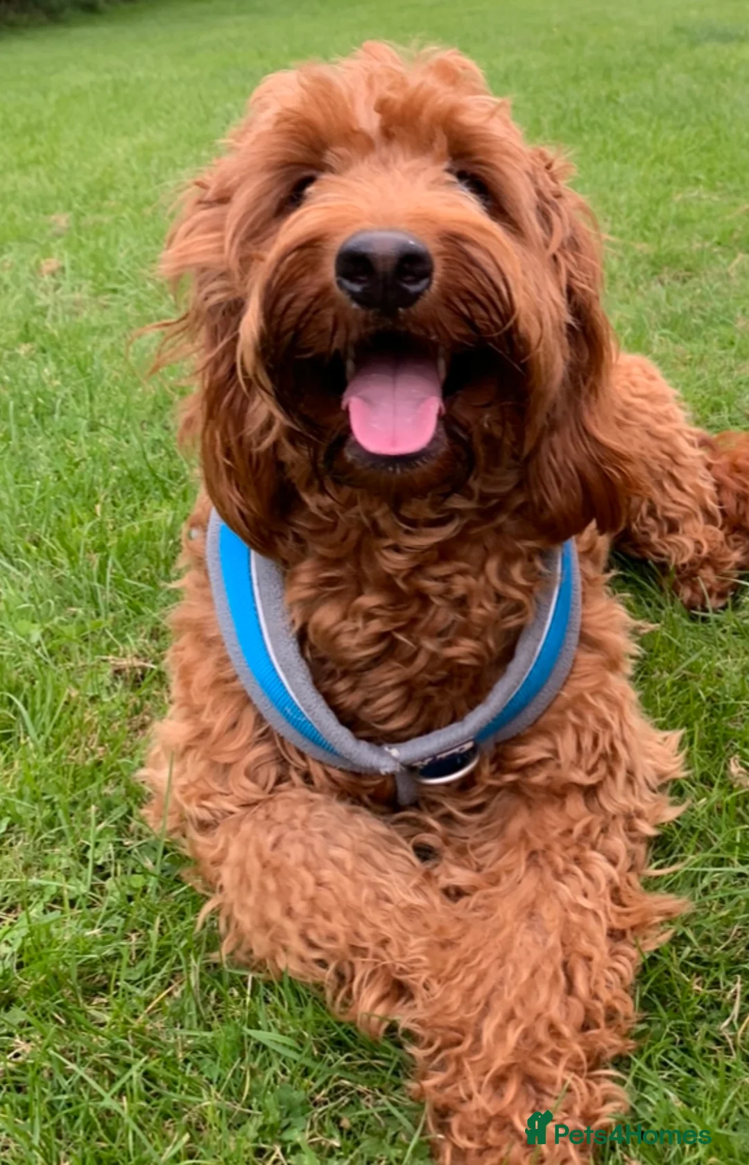 Irish Doodle dogs for stud: Gorgeous Deep Red Mini Irishdoodle for stud only in Totnes - Advert 2