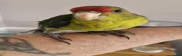 Mixed Breed birds for sale: kakariki - Advert 2