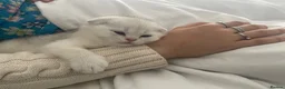 Scottish Fold cats for sale: Adorable Scottish Fold Kittens - Advert 29