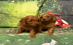 Cavapoo dogs for sale: Lovely litter of F1 Cavapoos - Advert 14