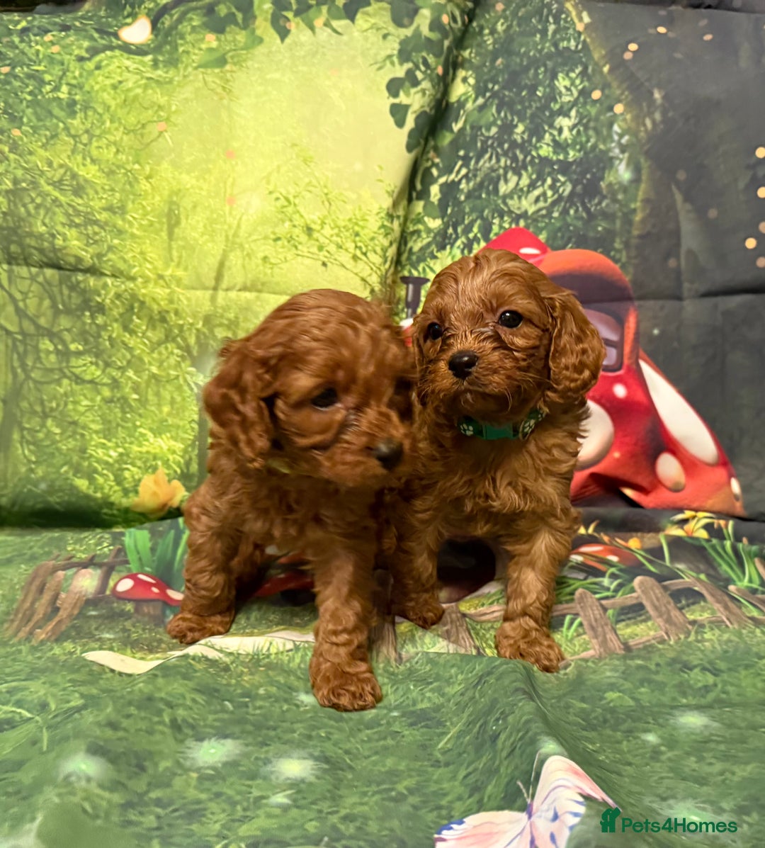 Cavapoo dogs for sale: Lovely litter of F1 Cavapoos - Advert 14