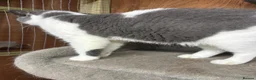 British Shorthair cats for sale: Beautiful bi coloured British shorthair cat  - Advert 7