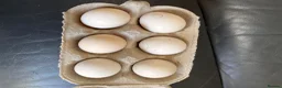 Chickens poultry for sale: 💕Quality Sablepoot hatching eggs 💕 - Advert 1