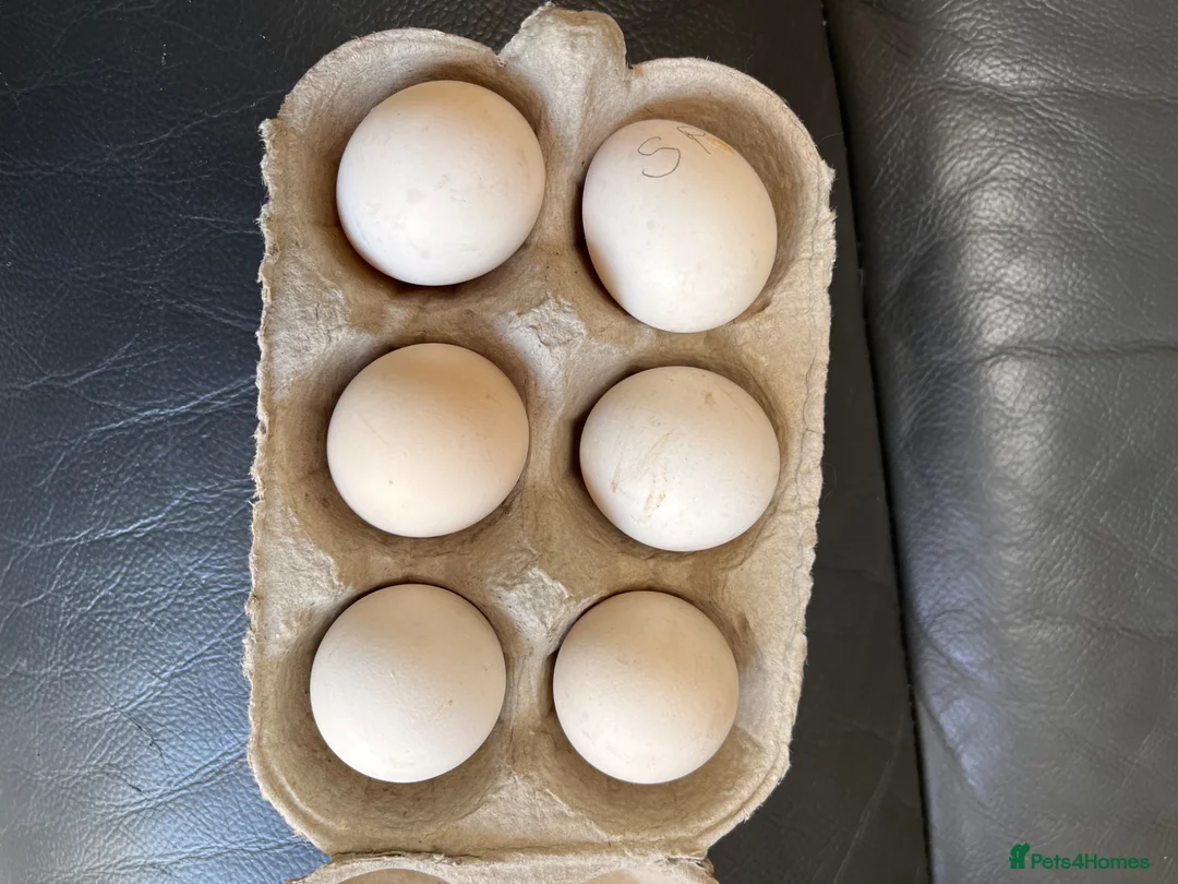 Chickens poultry for sale: 💕Quality Sablepoot hatching eggs 💕 - Advert 1