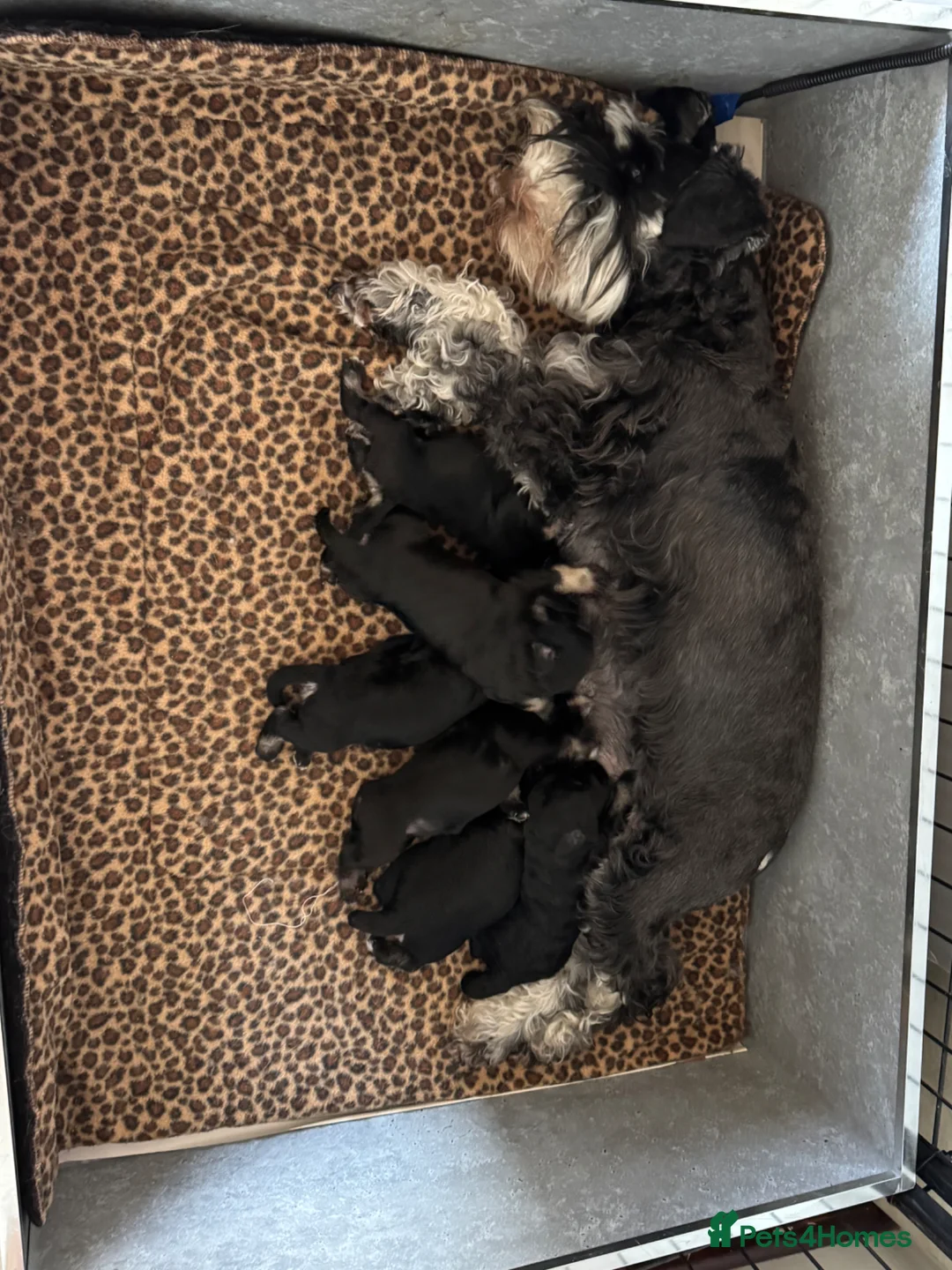 Miniature Schnauzer dogs for sale: Miniature schnauzer puppies in Penryn - Advert 2
