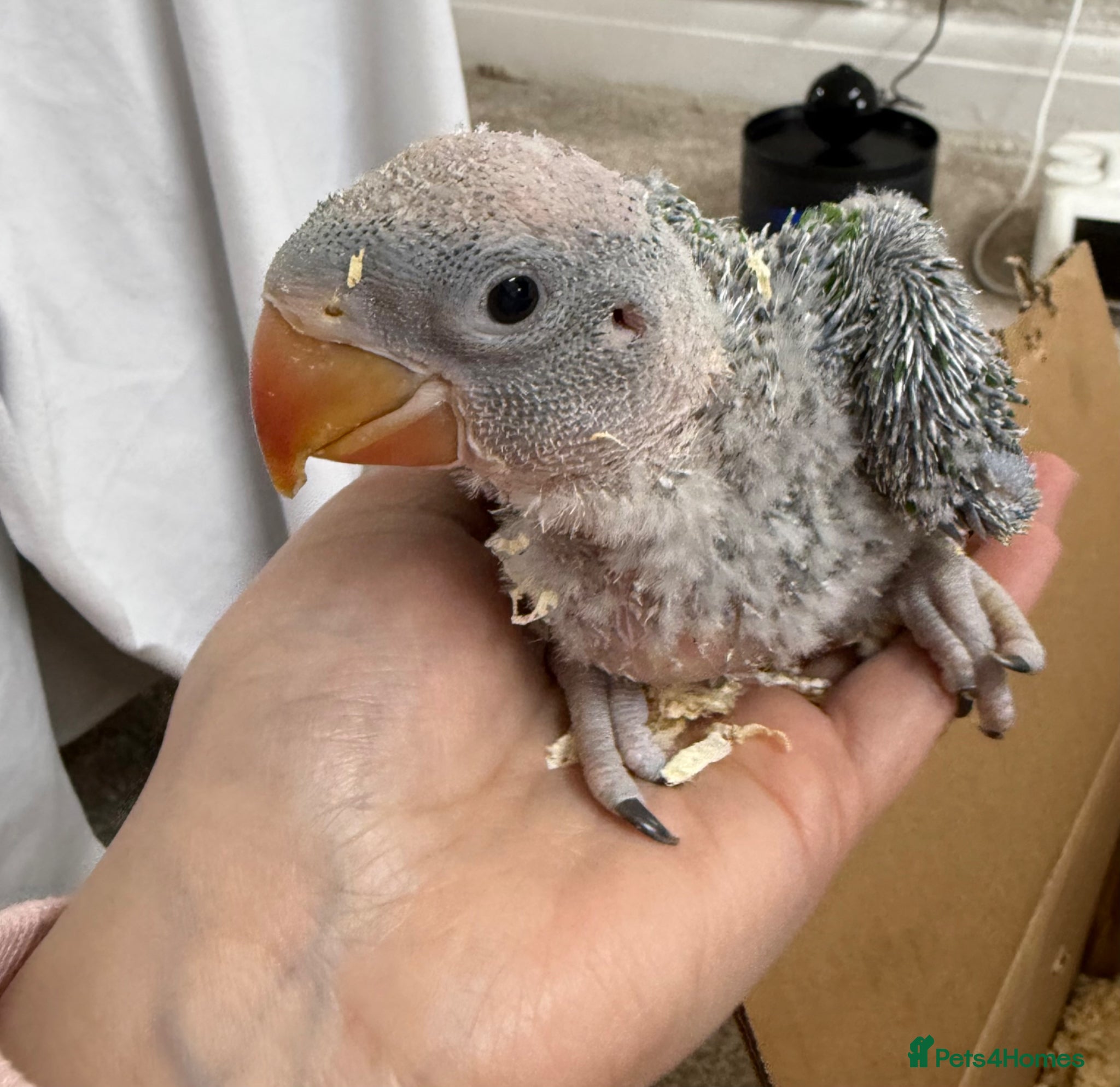 Parakeets birds Baby alexandrine parrots - Advert 1