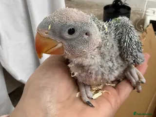 Parakeets birds Baby alexandrine parrots - Advert 1