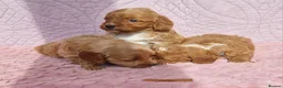 Cockapoo dogs for sale: Beautiful health clear Cockapoo's in Staines - Advert 7