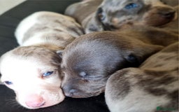 Miniature Dachshund dogs for sale: 💜Extra Dapple miniature Daschunds babys 💜 - Image 7