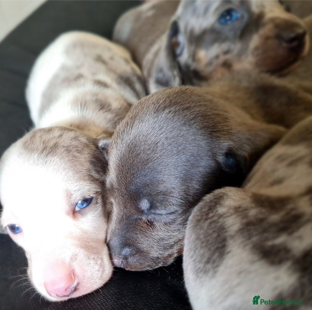 Miniature Dachshund dogs for sale: 💜Extra Dapple miniature Daschunds babys 💜 - Image 7