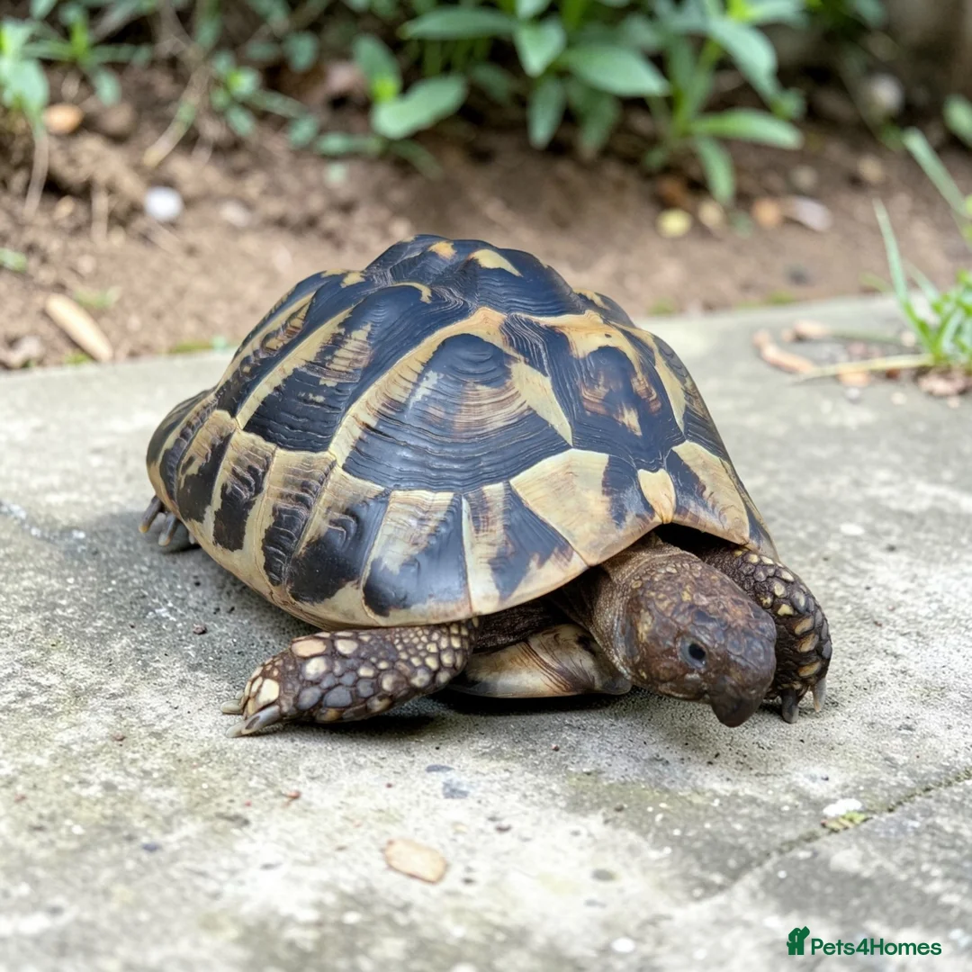 Hermann Tortoise reptiles for sale: Female Hermann Boettgeri Tortoise  - Advert 2