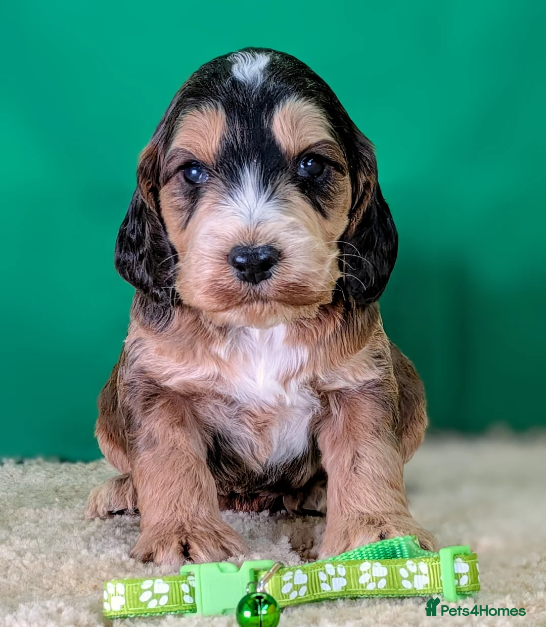 Cockapoo dogs for sale: Your Next Furry Family Member Awaits!  - Advert 13