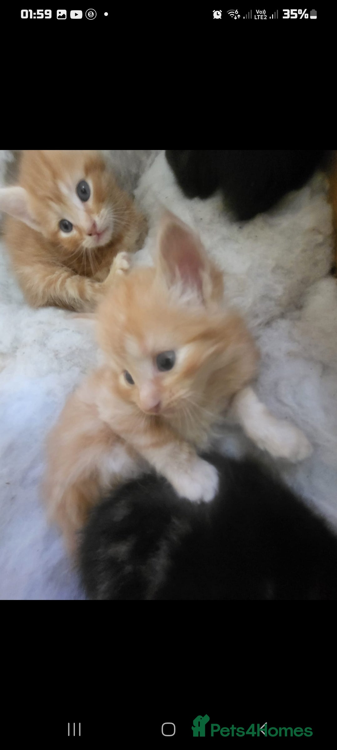 Domestic Shorthair cats for sale: Lovely Kittens, ready to be reserved 😺 - Image 1