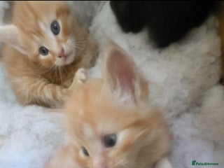 Domestic Shorthair cats - Advert 8