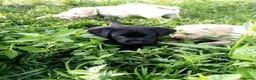 Labrador Retriever dogs for sale: 7 stunning black & red /yellow Lab puppies in Aberdeen - Advert 4