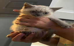British Shorthair cats for sale: Male kitten Bristish shorthair  - Image 2