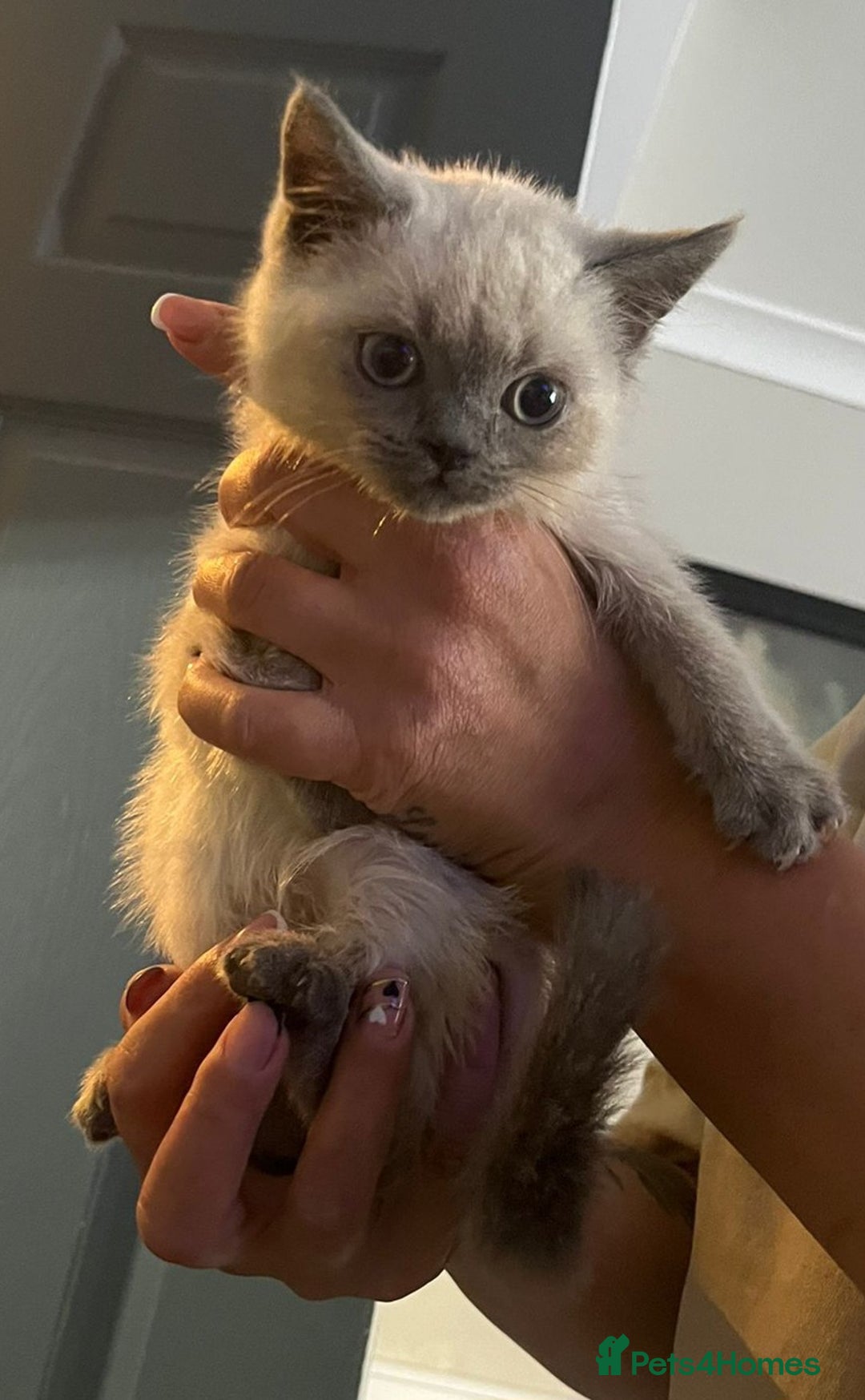British Shorthair cats for sale: Male kitten Bristish shorthair  - Image 2