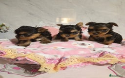 Yorkshire Terrier dogs for sale: 💝Beautiful Miniature Babies from 250g💝 - Image 23