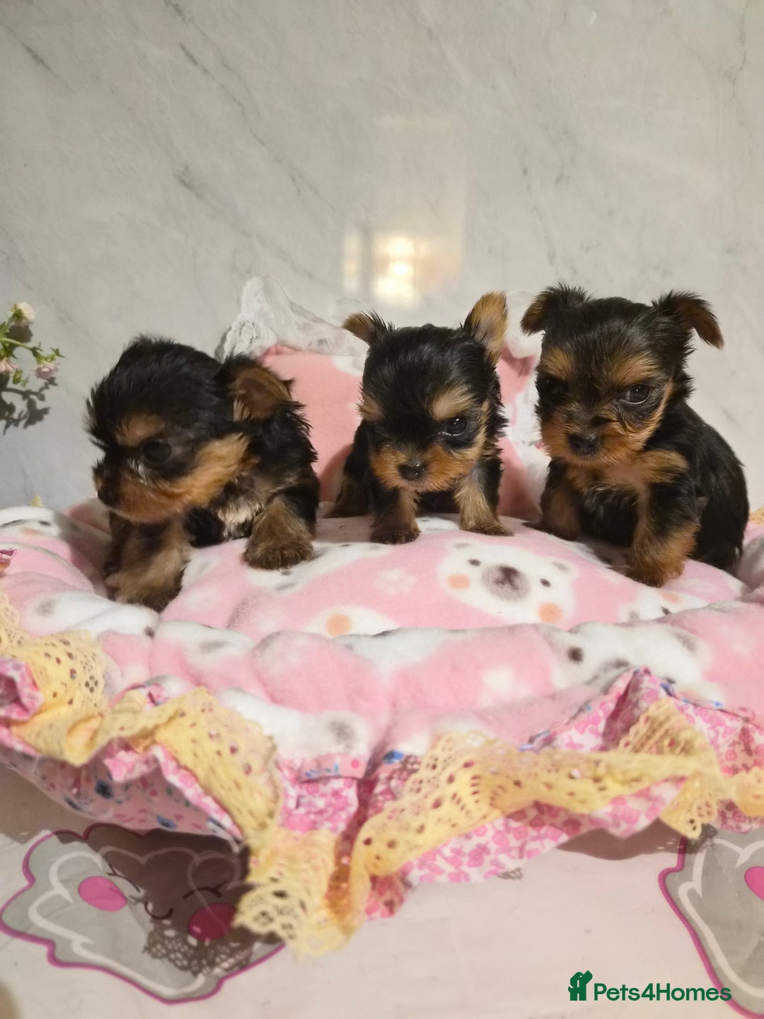 Yorkshire Terrier dogs for sale: 💝Beautiful Miniature Babies from 250g💝 - Image 23