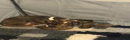 Miniature Dachshund dogs for sale: Miniature Dachshund Puppies - Advert 2