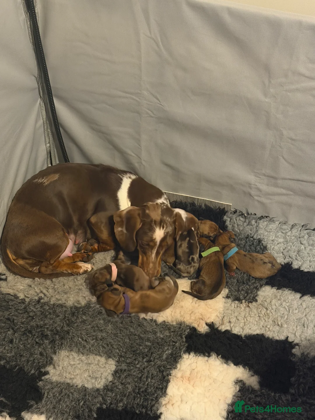 Miniature Dachshund dogs for sale: Miniature Dachshund Puppies - Advert 2