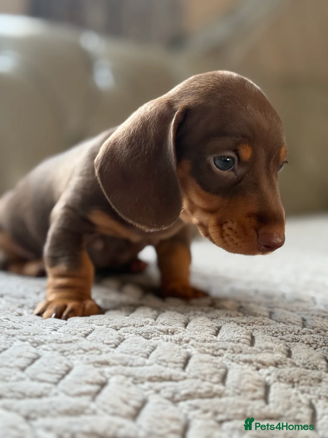 Miniature Dachshund dogs for sale: 🎀 SHOW QUALITY KC REGISTERED MALES AND FEMALES 🎀 - Advert 12