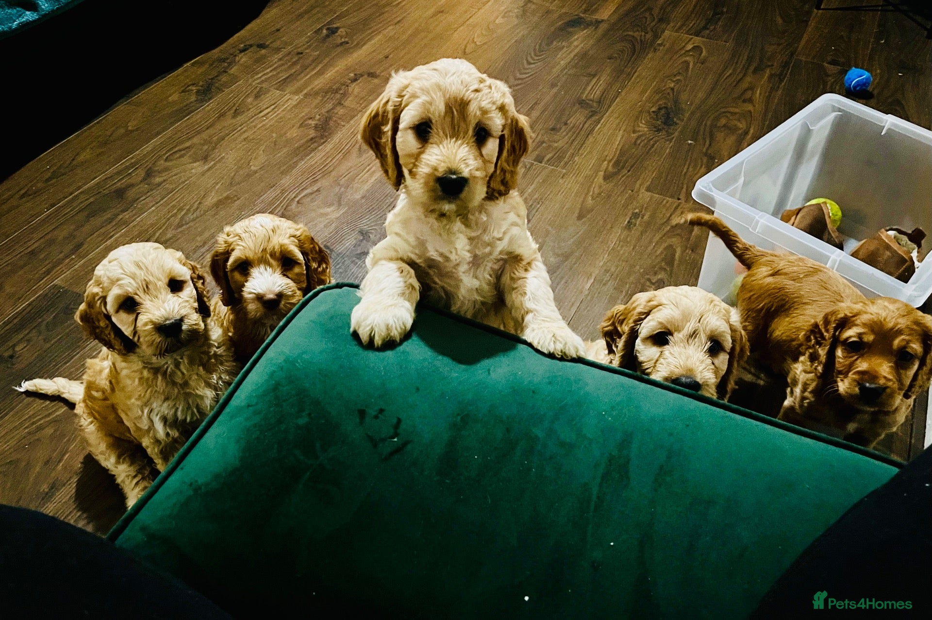 Cockapoo dogs  5 Beautiful red & apricot miniature Cockapoos - Advert 1