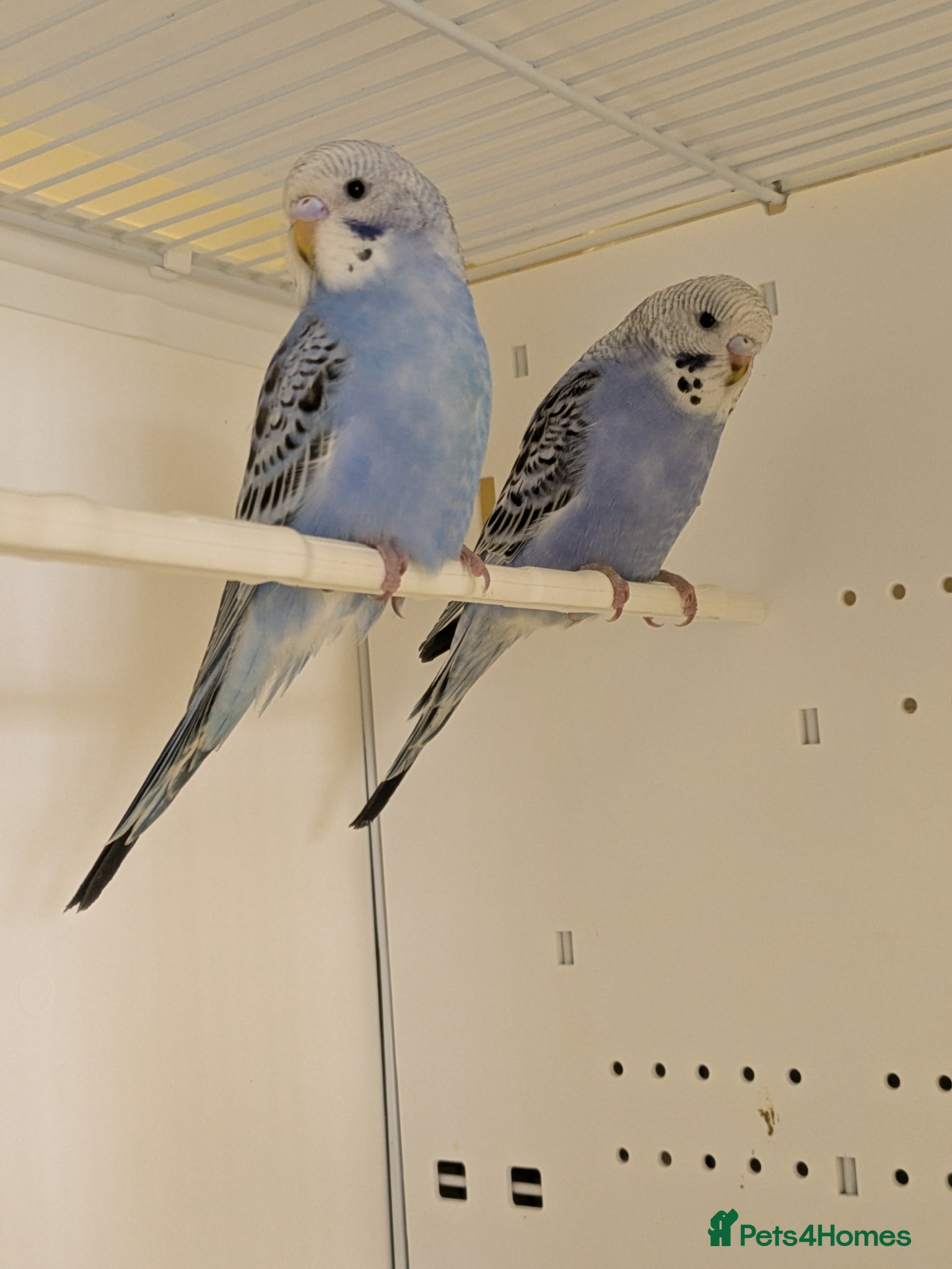 Budgerigars birds Baby Budgies - Advert 1