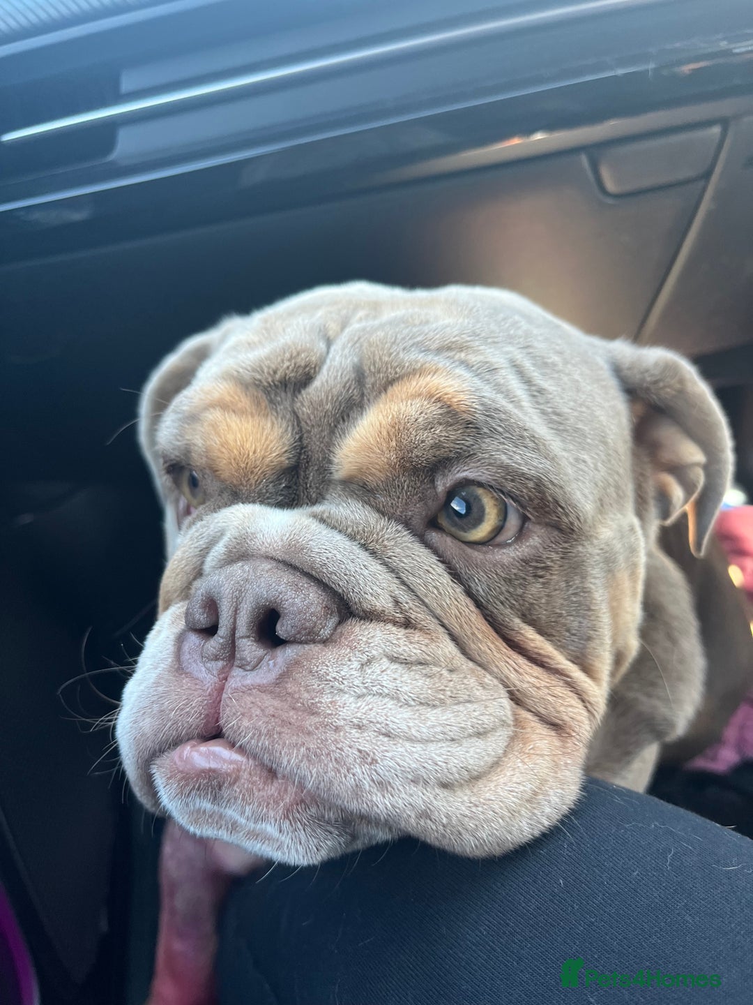 English Bulldog dogs for sale: Bonnie 3 year old British bulldog  - Advert 8