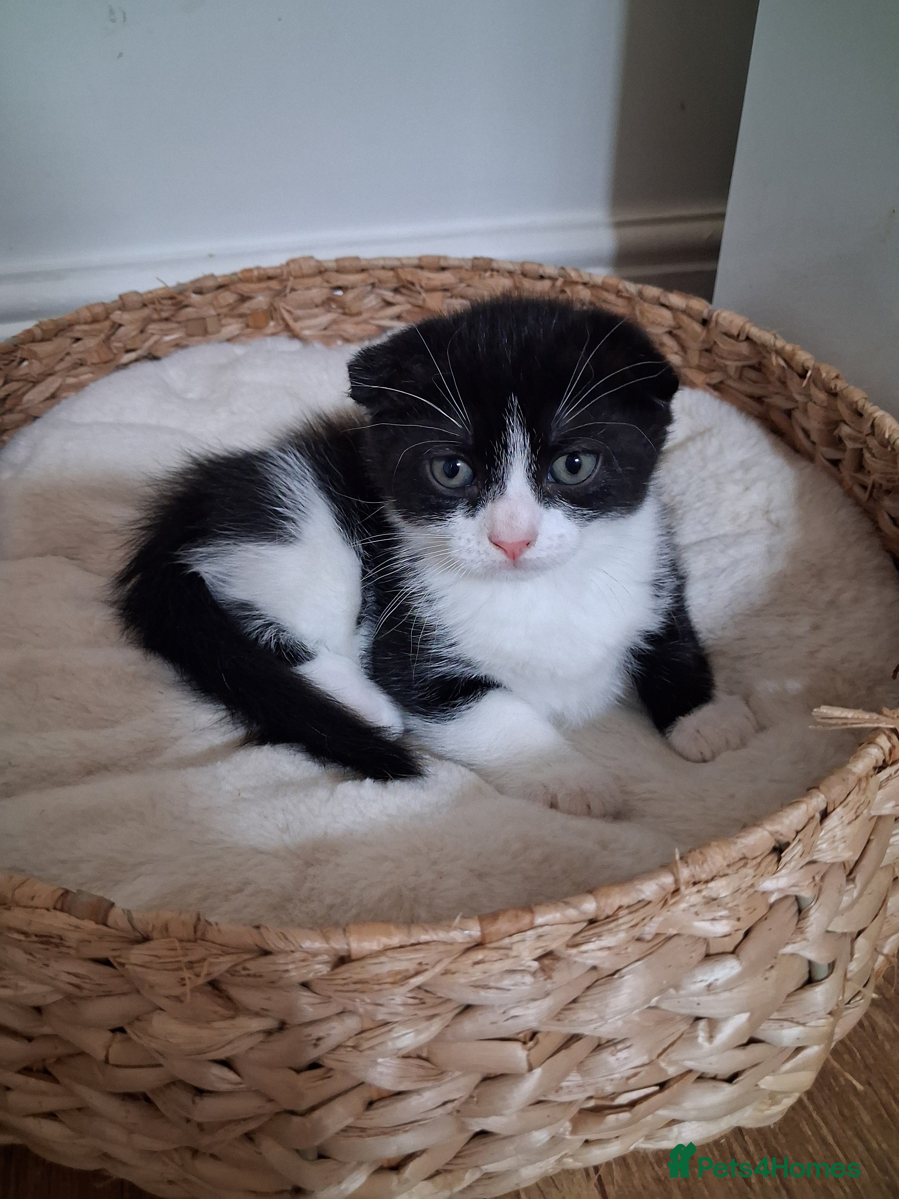 Mixed Breed cats Kittens 😸  - Advert 2