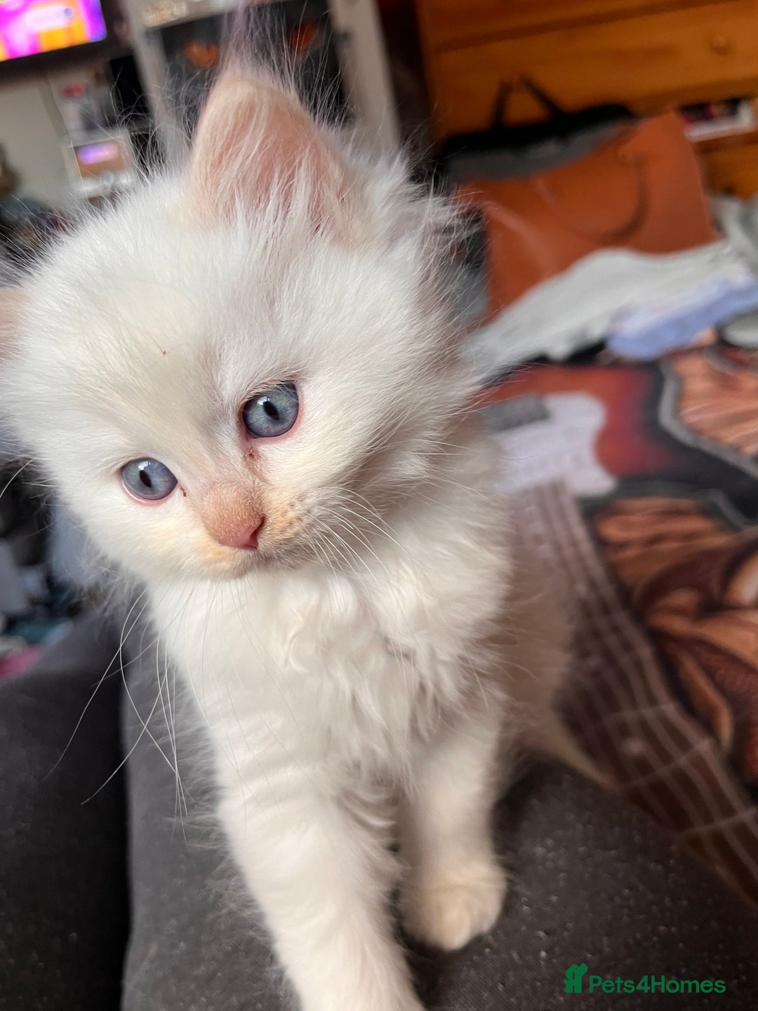 Ragdoll cats for sale: 🐾 Adorable Ragdoll Cross Kittens 🐾 - Advert 4