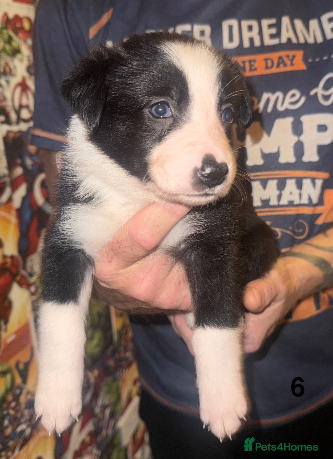 Border Collie dogs for sale: Beautiful border collie pups - Advert 8