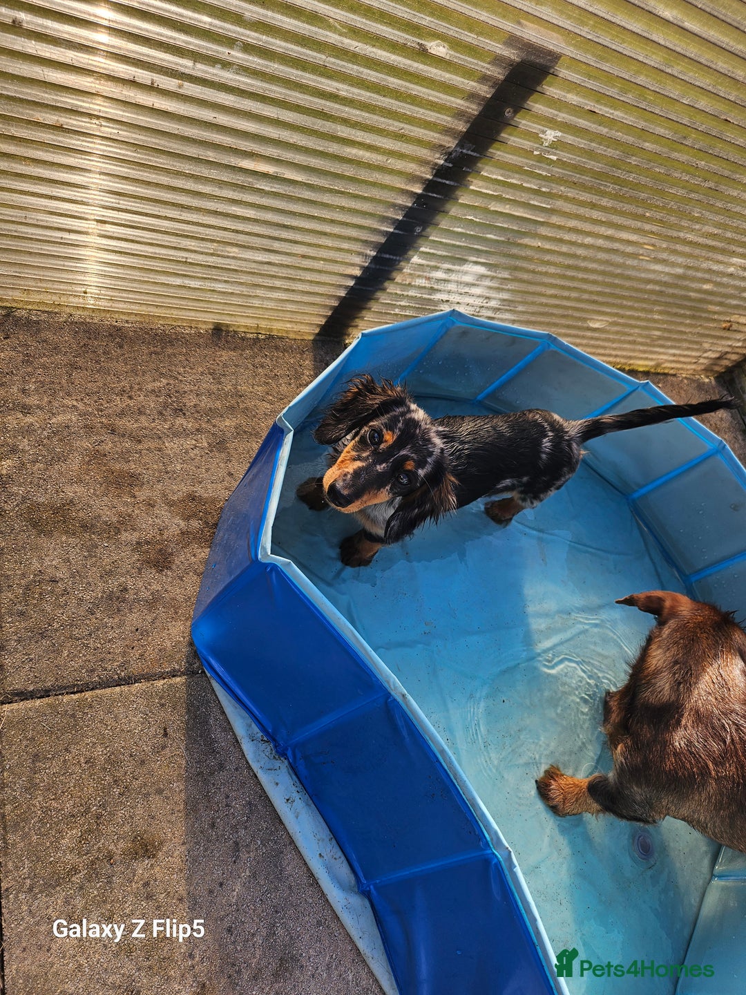 Dachshund dogs for sale: TWO DAUSHUNDS - Image 18