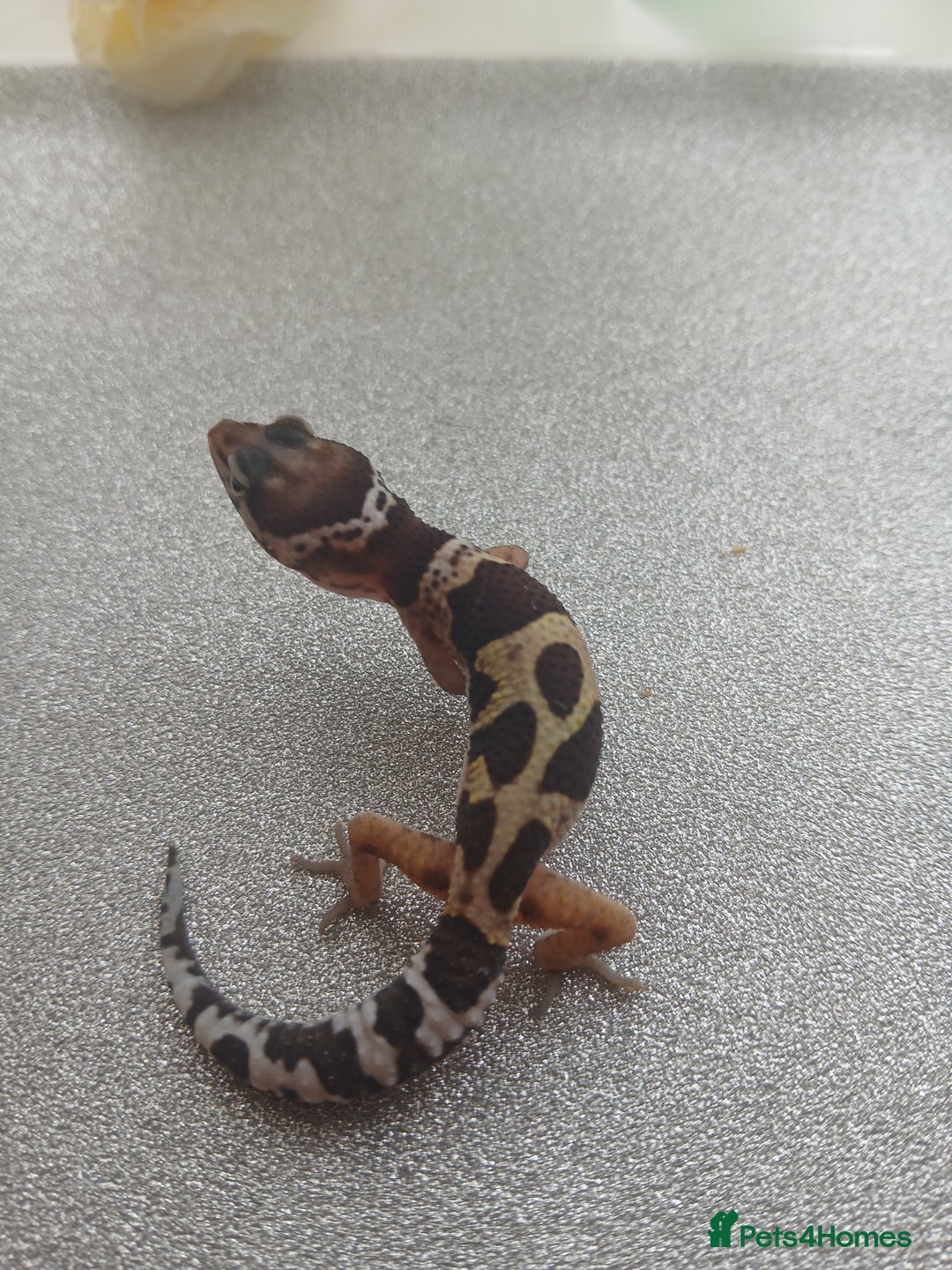 Leopard Gecko reptiles for sale: Leopard gecko for sale baby  - Advert 12