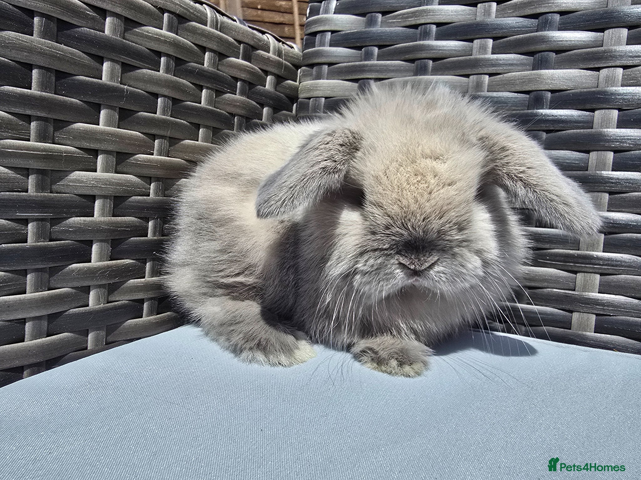 Mini Lop rabbits Beautiful Mini Lop Bunnies - Advert 5