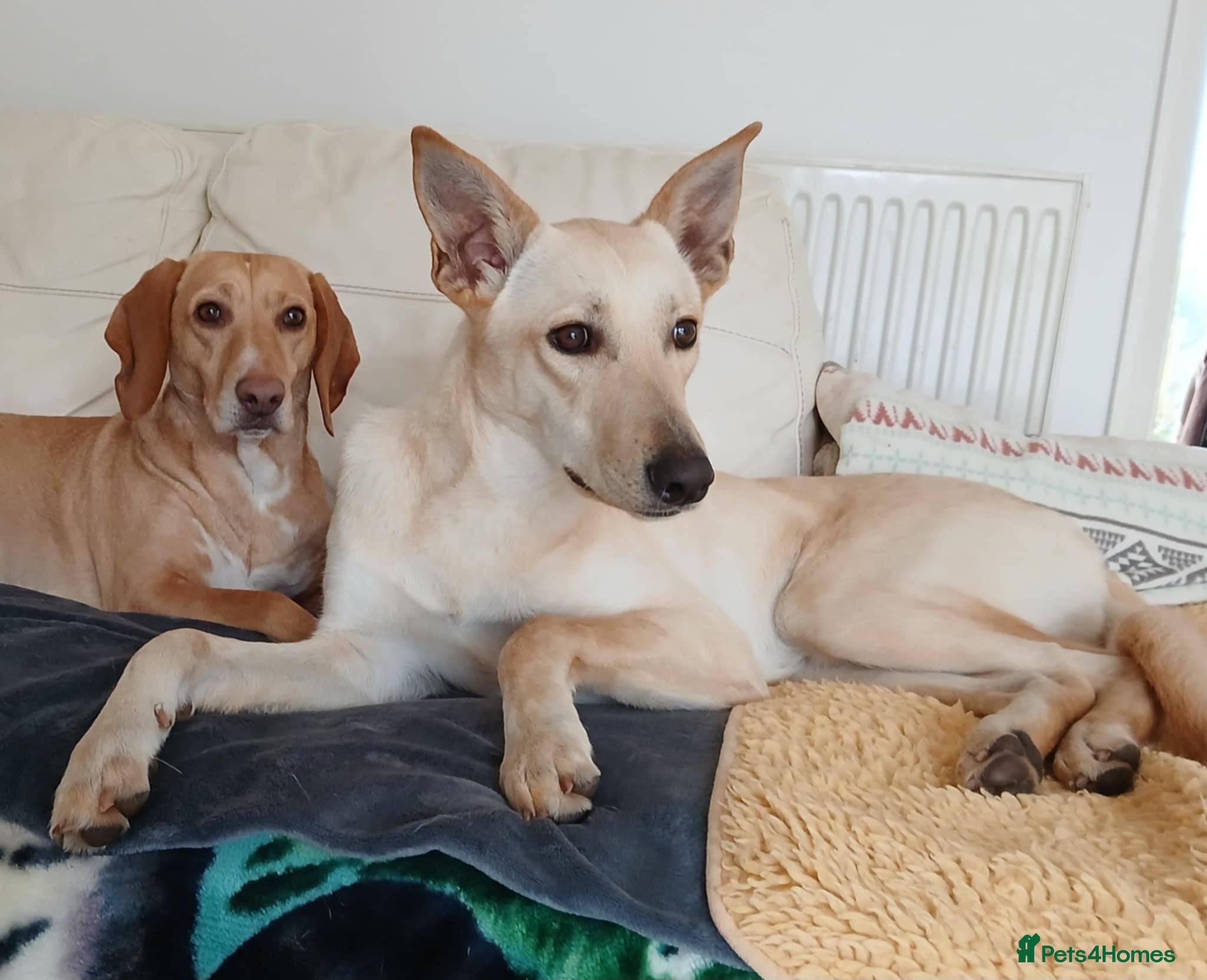 Mixed Breed dogs Brooklyn is ready to steal your heart - Advert 10