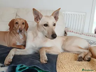 Mixed Breed dogs Brooklyn is ready to steal your heart - Advert 10