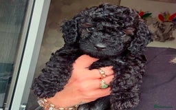 Cockapoo dogs for sale: F1b Cockapoo  - Image 3
