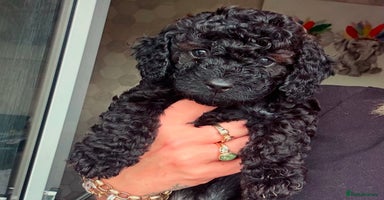 Cockapoo dogs - Advert 4
