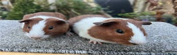 Guinea Pig rodents for sale: Pair of red Dutch sisters  - Advert 5