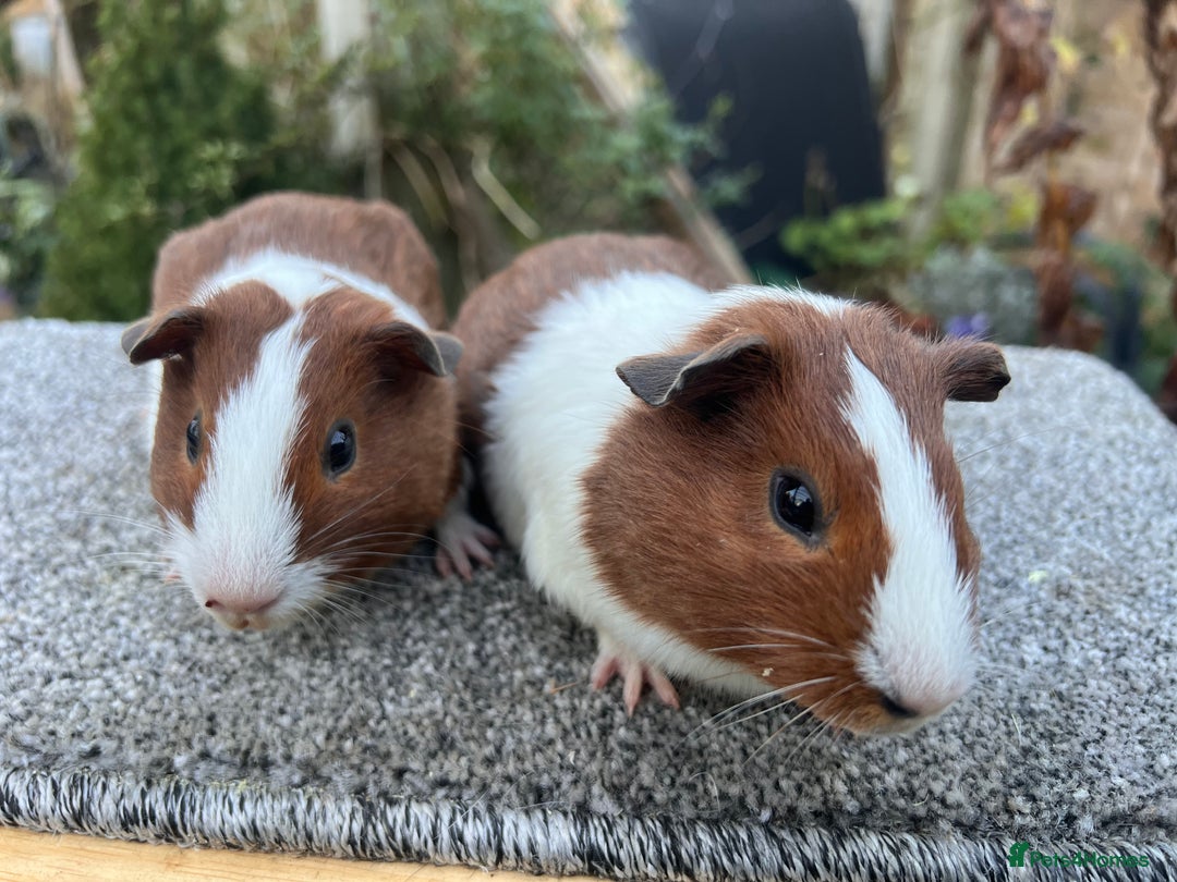 Guinea Pig rodents for sale: Pair of red Dutch sisters  - Advert 5