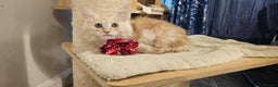 Maine Coon cats for sale: GCCF registered MC kittens  - Advert 3