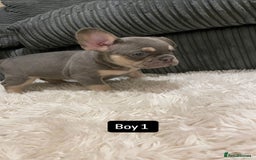 French Bulldog dogs for sale: 8 weeks-Stunning Pink & lilac French bulldog pups  - Image 7