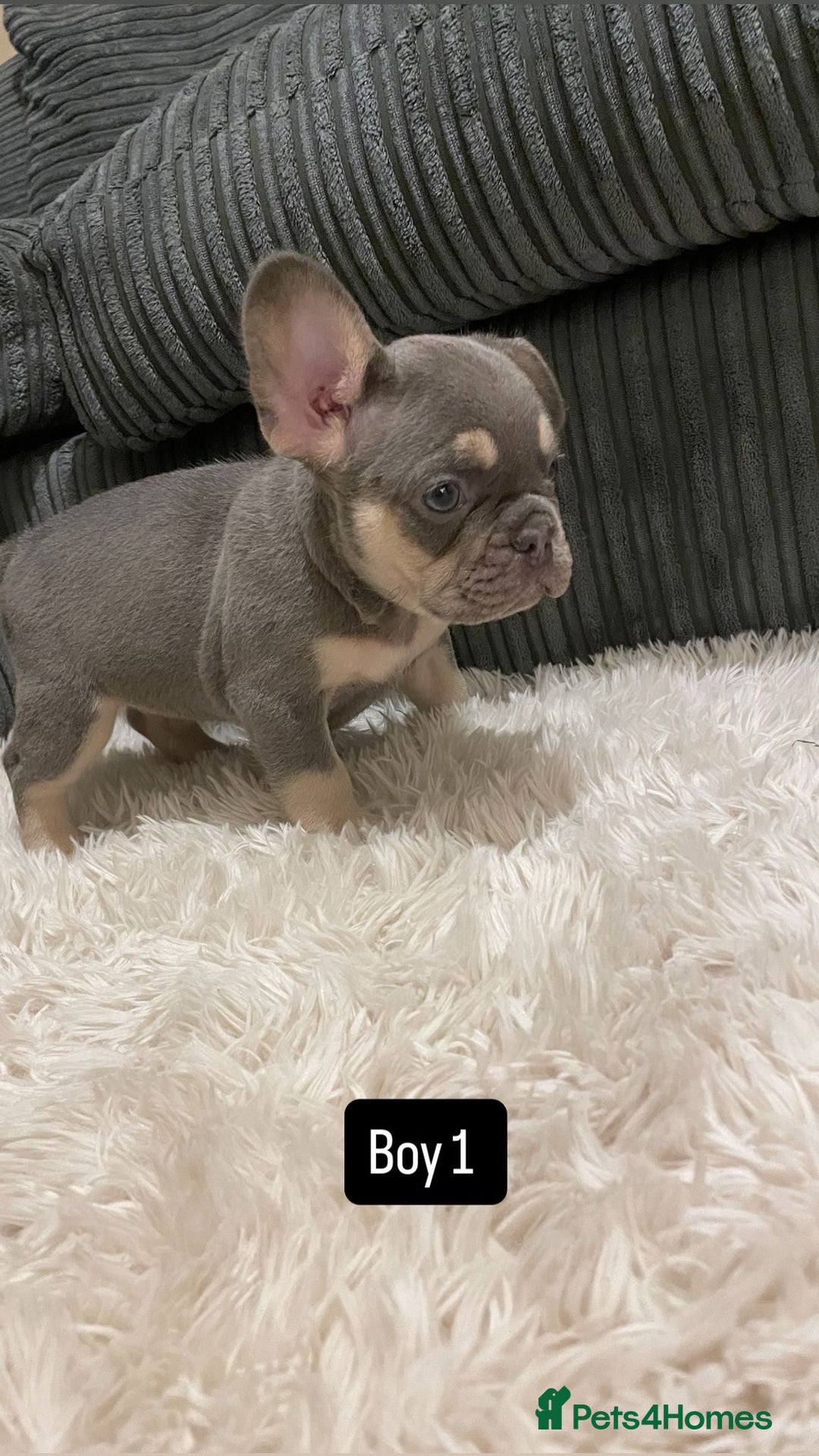 French Bulldog dogs for sale: 8 weeks-Stunning Pink & lilac French bulldog pups  - Image 7