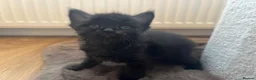 Mixed Breed cats for sale: Ragdoll cross kittens  - Advert 10