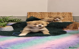 Mixed Breed dogs for sale: Corgi-Inus 💙 Just 1 BOY LEFT - Image 1