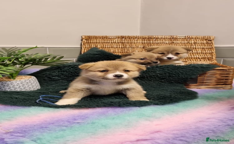 Mixed Breed dogs - Advert 2