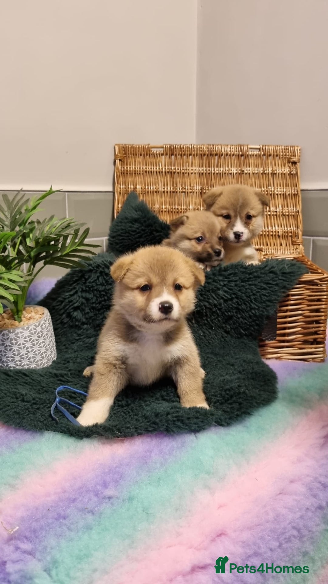 Mixed Breed dogs for sale: Corgi-Inus 💙 Just 1 BOY LEFT - Image 1